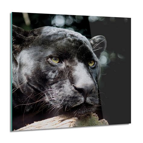 ArtprintCave Czarny Jaguar Kwadrat Foto Szklane 60x60 Cm