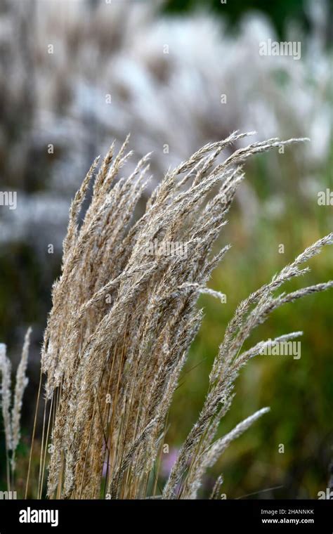 Grassgrassesseed Headsseedheadsornamental Grassornamental Grasses