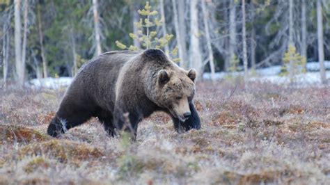 Tidigt slut på årets björnjakt trots stor tilldelning P4