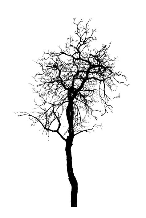 Dead Tree Silhouette On White For Halloween Concept Clipping Path