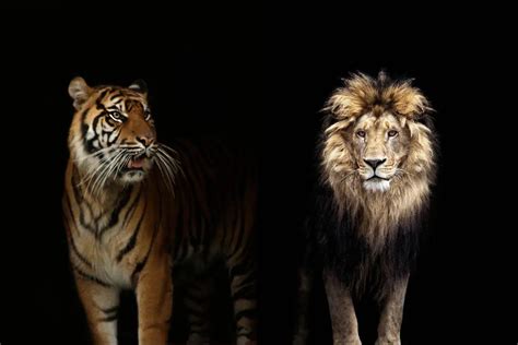 Lion vs Tiger: A Comprehensive Comparison - Leo Zoo