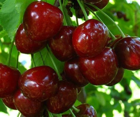 Продам мелитопольская черешня, купить мелитопольская черешня ...