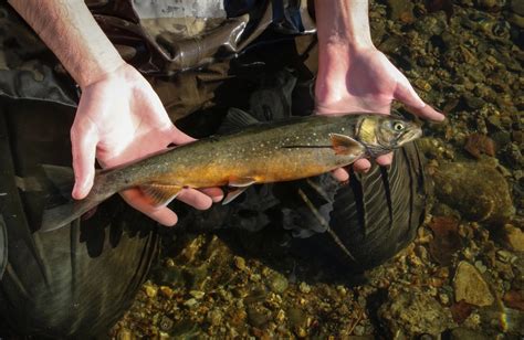 A Fish Thats Been In Maine Ponds Since The Ice Age Faces An Uncertain