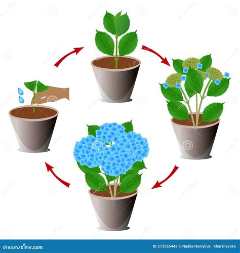 Six Potted Blue Gentian Plants With Green Leaves Against A Transparent