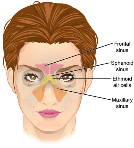 Sinus Bones