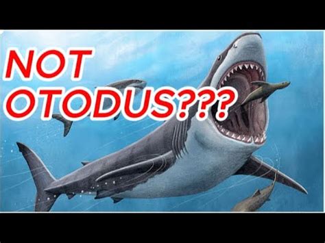 Megalodon The Classification Debate Continues Youtube