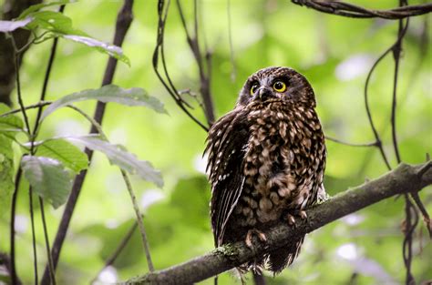 Rotorua Canopy Tours And Wingspan Release Ruru In The Wild Rotorua