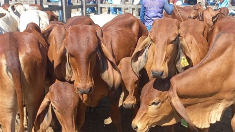 Feira De Gado Em Dois Riachos AL 25 10 23 Nordeste YouTube