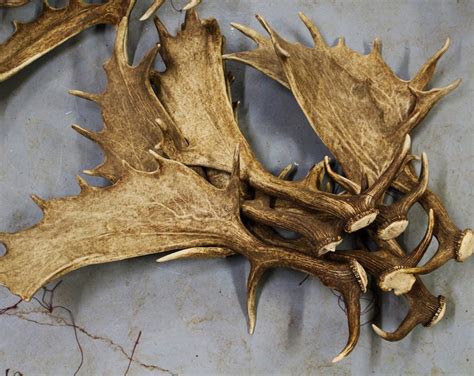 Fallow Deer Antlers Premium Quality Naturally Shed Fallow Deer Antlers ...