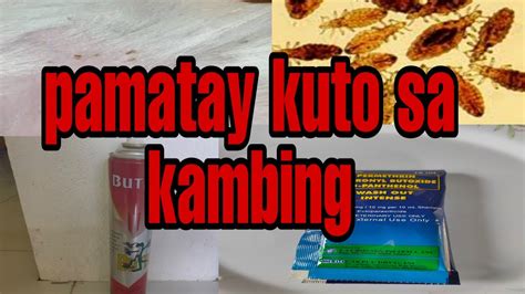 Pangtanggal Ng Kuto Sa Kambing Paano Tanggalin Ang Kuto Ng Kambing