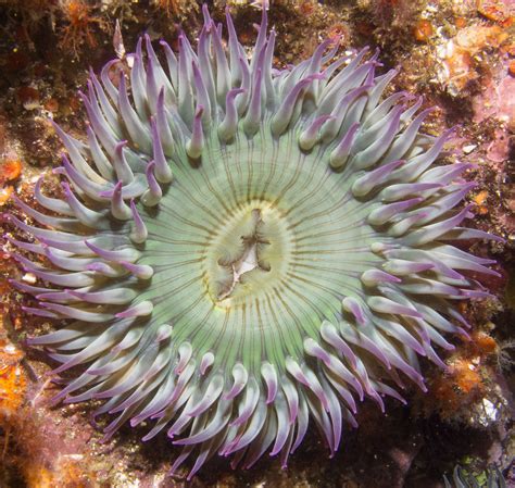 Aggregating Anemone Anthopleura Elegantissima Northern Ca Flickr