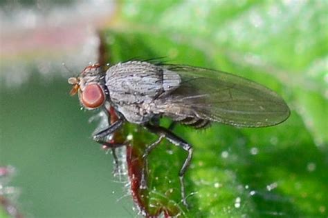 Diptera Info Discussion Forum Small Grey Fly ID Minettia