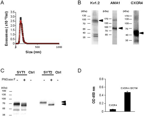 Expression Of Recombinant Membrane Proteins In Exosomes A