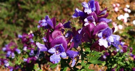 nixpages prostanthera