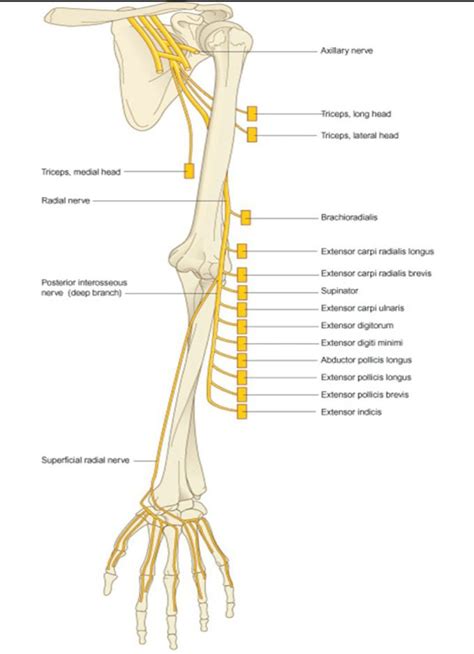 Radial Nerve Anatomy