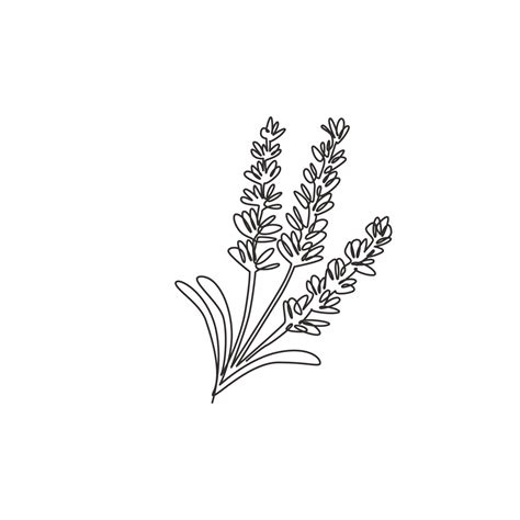 dibujo de línea continua única de lavandula fresca de belleza para el