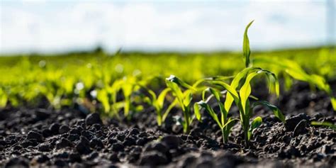 Cómo funciona un fertilizante foliar en los cultivos Agrosense