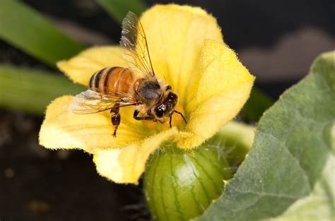 Honey Bee Life Spans Are Half What They Were In The S Science Aaas