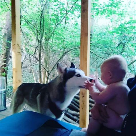 Are Husky Puppies Good With Babies