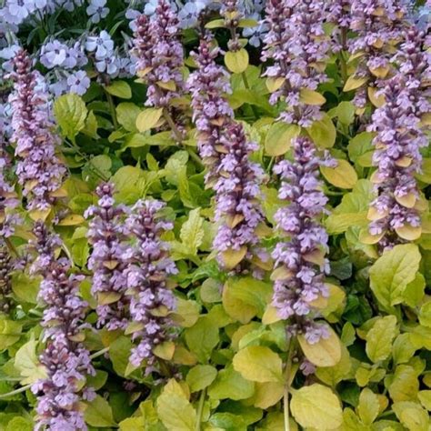 Ajuga Reptans Gold Chang Bugle Rampante Feuillage Jaune Vert