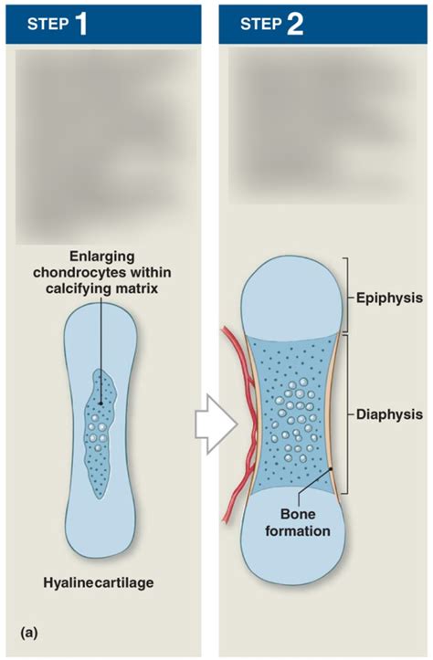 Main Steps In Endochondral Ossification Diagram Quizlet