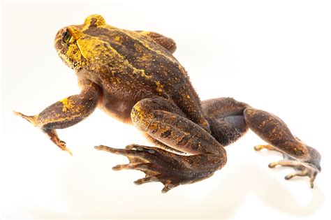 Hairy Frog Trichobatrachus Robustus Joel Sartore