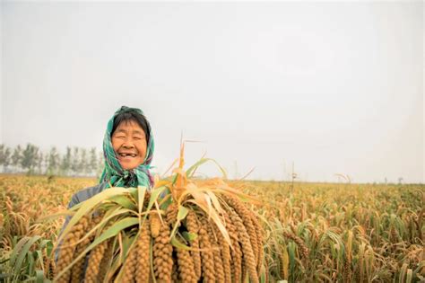 世界粮食日•镜头丨国以民为本 民以食为天 镜头 廉韵津沽