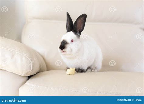 Un Conejo Blanco Con Ojos Rojos Y Orejas Negras Se Sienta En Un Sofá De