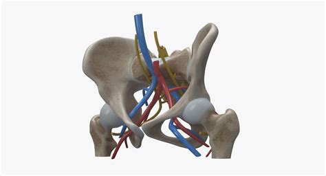 Human Anatomy Female Pelvis Pbr 3d Model 99 3ds Max Dae Fbx