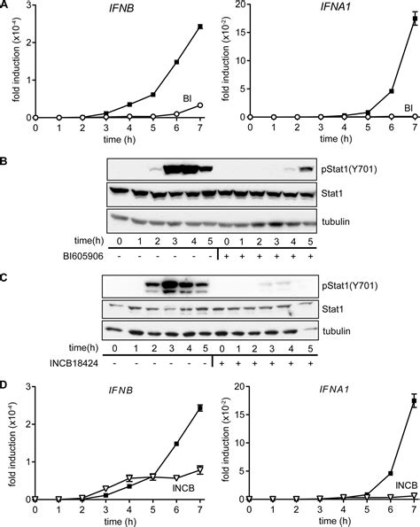 Essential Role For Ikkβ In Production Of Type 1 Interferons By