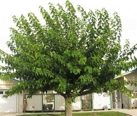 fruitless mulberry tree leaves - You Have Grown Up Record Slideshow