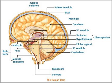 Human Central Nervous System Diagram - Control Systems | Biology for Majors II - The central ...