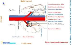 Cow Kidney Anatomy - External and Internal Features with Diagram ...