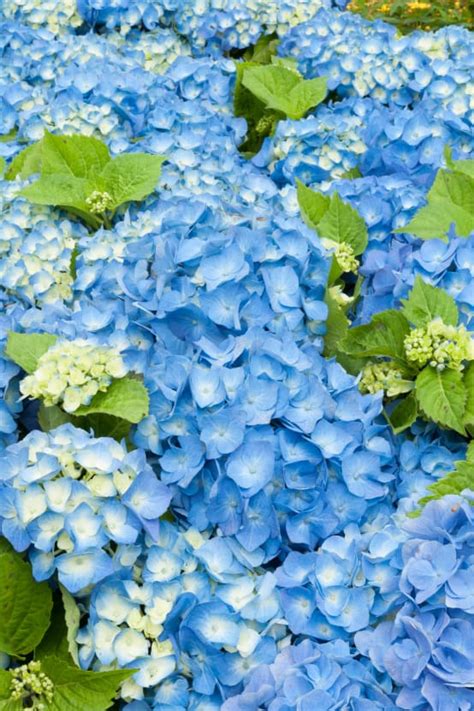 Hortensia Bleu Jardiland