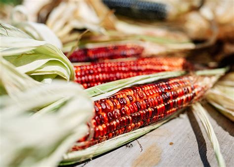 Bloody Butcher Corn Seeds Organic Bucktown Seed Company