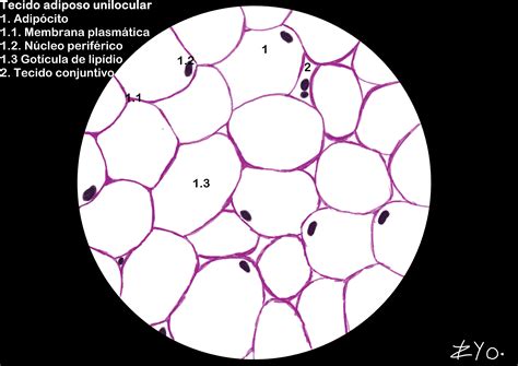 Tecido Adiposo Unilocular E Multilocular - 9