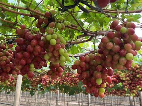 ready starting  arra harvest   southern hemisphere