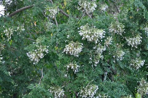 Millingtonia Hortensis Indian Cork Tree Or Akash Neem Or Tree Jasmine