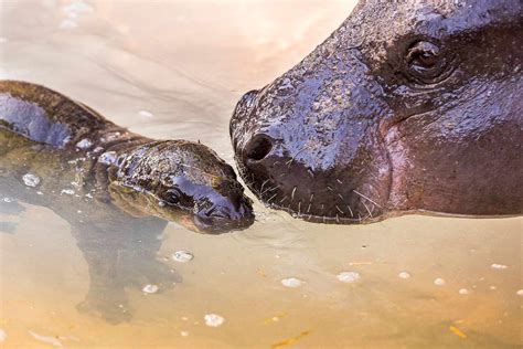 Photos: New Baby Pygmy Hippo Holly Berry Tampa Lowry Park Zoo