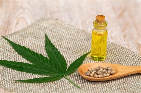 Hemp Oil Cbd Cannabis Herb And Leaves For Treatment Extract From Hemp