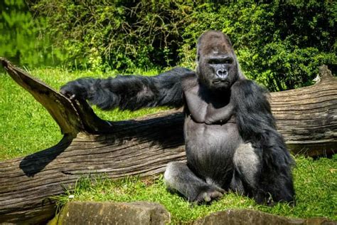 How Strong Is A Gorilla? Incredible Silverback Strength