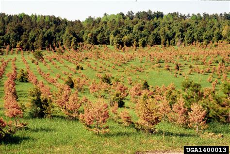 Abiotic Diseases of Trees and Shurbs: Got Pests? : Board of Pesticides