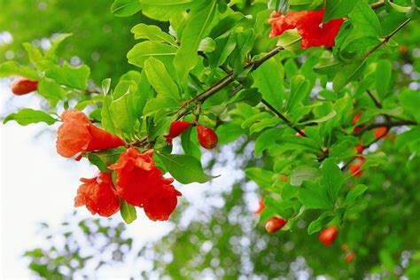 Come Coltivare Il Melograno Da Fiore Sementi Dotto