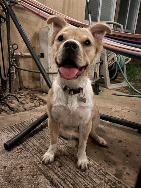 My long-haired pit Shrimp and her impressive pitty muscles : r/pitbulls