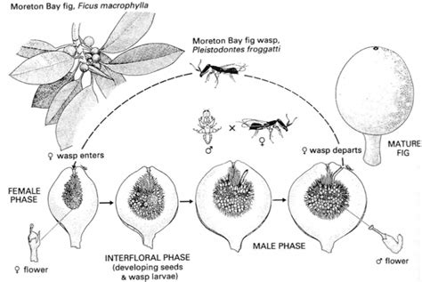 Mutualisme Entre Les Gu Pes Agaonides Et Les Figuiers