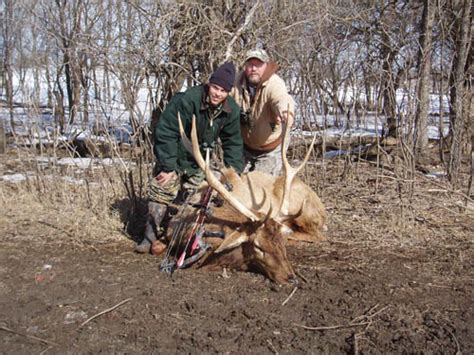 Kansas Elk