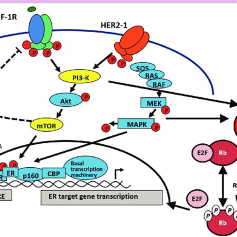 Cross Talk Between Oestrogen ER And Epidermal Growth Factor Receptor