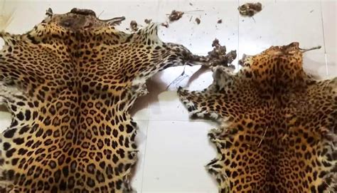 Leopard Skins Seized In Odisha Village One Arrested Odisha