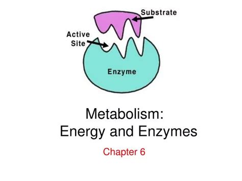 PPT - Metabolism: Energy and Enzymes PowerPoint Presentation, free ...