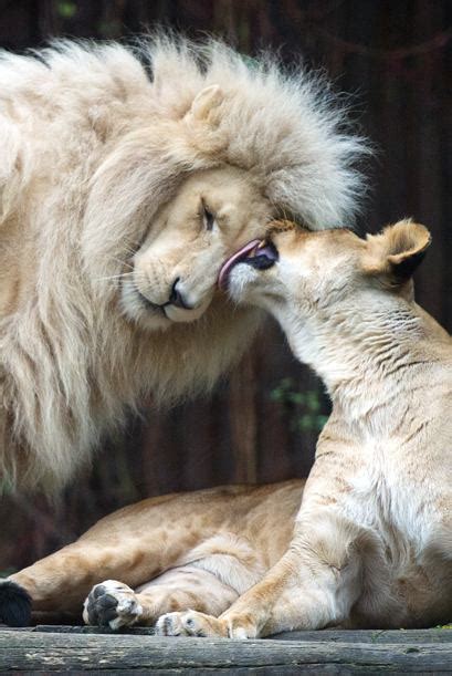 Encantadora Pareja De Leones Muy Enamorados Univision